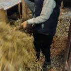 9. November: Beim Stall ausmisten. (Foto: Hellas Adlung)