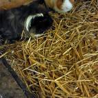 4. Oktober: Schaut mal, wer das ist: das sind EDDI und BÄRCHEN, unsere neuen Meerschweinchen, die heute ganz neu zu uns gekommen sind. Sie sind beide noch ganz jung und werden sich bestimmt gut bei uns einleben. (Foto: Hellas Adlung)