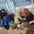 25. April: Wir haben Setzlinge für Tomaten von Enno Ludt geschenkt bekommen. Hier werden einige davon eingepflanzt. (Foto: Evelyn Simson)