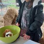 18. Dezember: Meerschweinchen Caramel wird gewogen. Mal sehen, ob sie ihr Gewicht gehalten hat. (Foto: Hellas Adlung)