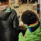 11. Januar: Brownie und Mimi bekommen gleichzeitig eine schöne Bürstenmassage. (Foto: Hellas Adlung)