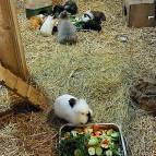 11. Januar: Futterzeit bei den Kaninchen und Meerschweinchen. (Foto: Hellas Adlung)