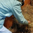 16. Januar: Für die Heuwanne wird neues Futterheu aus dem Lager geholt. (Foto: Hellas Adlung)