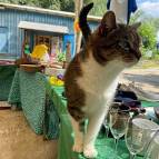 2. Juli: Dorfflohmarkt auf dem Abenteuerspielplatz. (Foto: Fabian Wilke)
