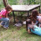 6. Juli: Unsere neuen Hühner haben sich schon gut an uns gewöhnt und machen es sich gemütlich. (Foto: Hellas Adlung)