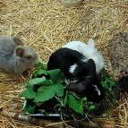 6. Juni: Bei den Kaninchen und Meerschweinchen ist Futterzeit. Alle bekommen frische Zweige, Klee, Löwenzahn, Zitronenmelisse und noch geschnittenes Gemüse und Apfel dazu. (Foto: Hellas Adlung)