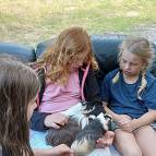 27. Juni: Auf einmal sind die drei Meerschweinchen, Lexi, Schokoline und Charlie gleichzeitg bei einer Tierpflegerin.(Foto: Hellas Adlung)