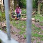 11. Mai: Ein Huhn ist in das Ziegengehege gelaufen, darum versuche ich das Huhn wieder herauszubringen. (Foto: Hellas Adlung)