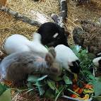 30. Mai: Futterzeit bei den  Meerschweinchen und Kaninchen. (Foto: Hellas Adlung)