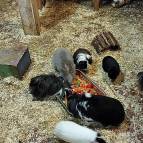 13. November: Die Kaninchen und Meerschweinchen freuen sich über das Futter. (Foto: Hellas Adlung)