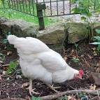 8. Oktober: Queenie sucht nach Tierchen in der Erde. (Foto: Hellas Adlung)