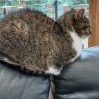 10. Oktober: Miezefee möchte auch beim Meerlis Kuscheln dabei sein. (Foto: Hellas Adlung)