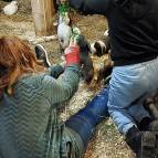 8.2.: Es gibt frischen Dill für die Kaninchen und Meerlis. Guckt mal, was die Kaninchen Emil und Ella machen. (Foto: Hellas Adlung)