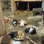 17.1.: Es gibt Futter und Emil hüpft gleich zu den Futterschalen. (Foto: Hellas Adlung)