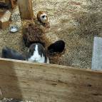 30.1.: Oh, wer schaut denn da heraus? Das ist ja der Emil, der schon auf das Futter wartet.(Foto: Hellas Adlung)