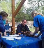 7. Mai: Unser Tierarzt Dr.  Schlenker macht heute seinen halbjährlichen Besuch.  Alle Kaninchen werden geimpft.